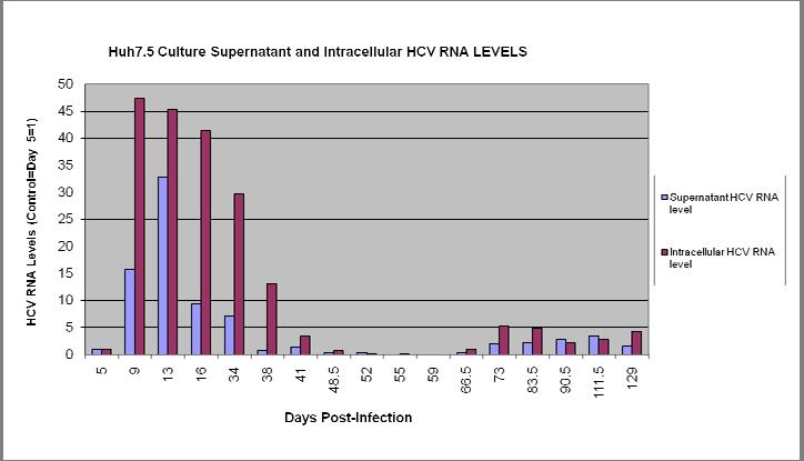 HCV Infection of Huh7.