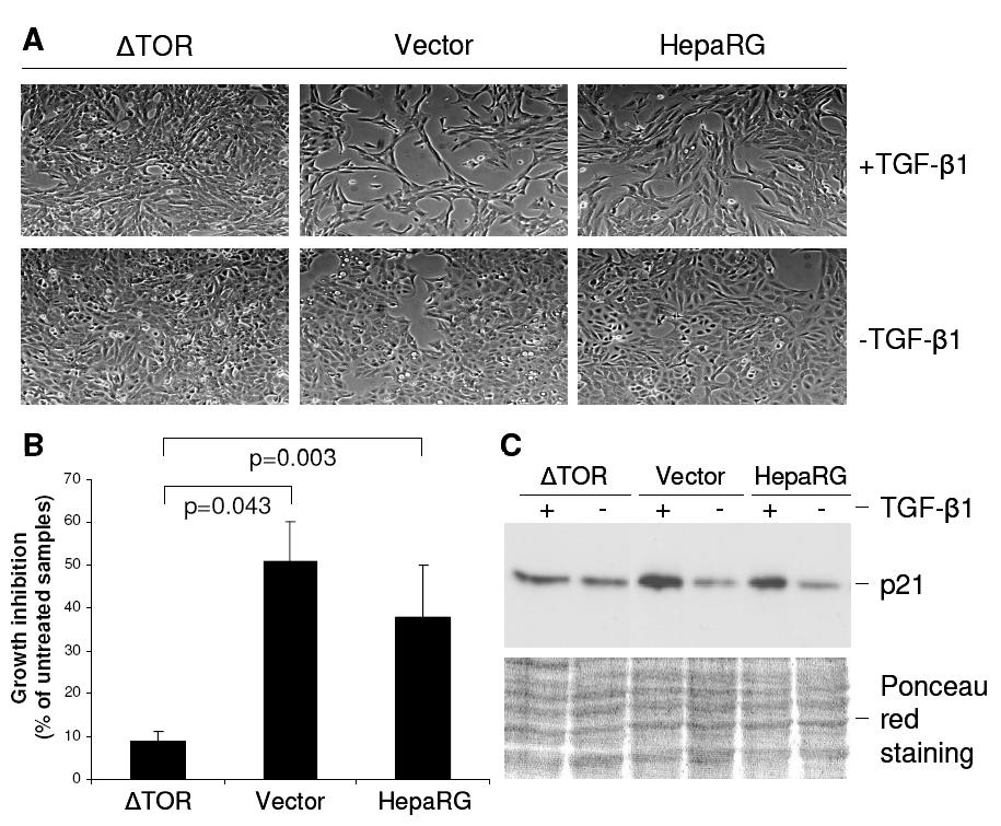Loss of responsiveness to TGF-β in ΔTOR-expressing HepaRG cells Cell cycle Activated mtor specifically targets: A Cell death Innate Immunity Cell death-related network: TNF superfamily members,