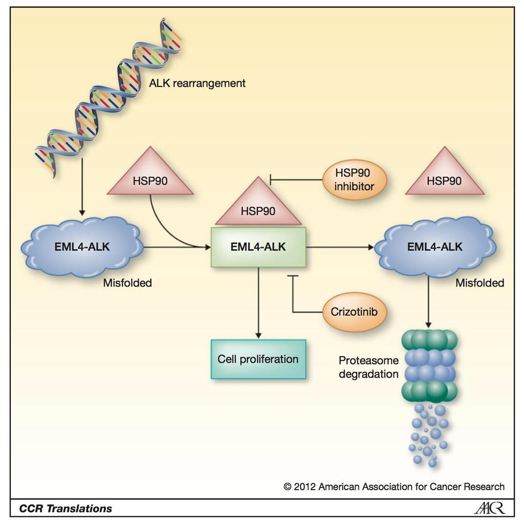 Rationale for dual ALK/Hsp90 inhibition in ALK+