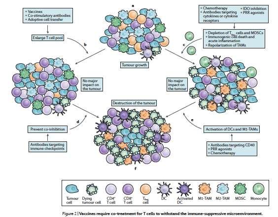 Why vaccines against established tumors did not work?