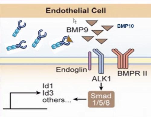 ALK 1: a new target Activin receptor-like 1 (ALK1) and its high-affinity ligand, bone morphogenetic protein 9