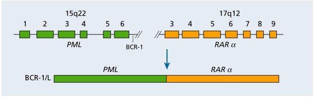 Three different fusion mrnas are generated (termed long (L),