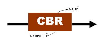 CBR genotype and anthracycline-related cardiomyopathy 12 10.85 DOX DOXol 10 CBR3 activity (nmol doxol./h.mg) 10 9 8 7 6 5 4 3 2 1 0 8.26 CBR3 V244 (G) 3.