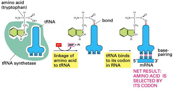 Aminoacyl-tRNA synthetase couples each trna with the appropriate amino acid 20 different aminoacyl trna