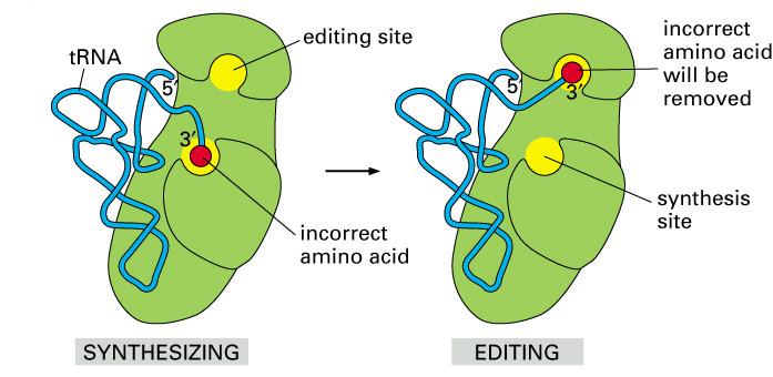 synthetase ensures that the correct amino acid is coupled with the correct trna Two sites (pockets) on