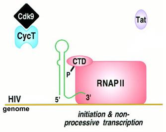 HIV Tat enhances proviral transcription Mechanism of Tat activity differs from that of typical transcription activators RNAP II: CTD: CycT: Cdk9: Tat: RNA