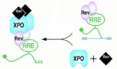 HIV Rev mechanism of action XPO = Exportin Nuclear transport receptor that facilitates export through nuclear pores Ran = Protein that regulates XPO activity Rev coopts the XPO+Ran complex