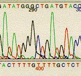 Wagner / Wolf / Cobra Env C (CN54) DNA-C GMP, B, T, I, Fill.