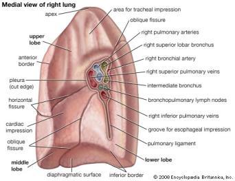 Lung Anatomy The hilum is the space in each lung where the bronchus and blood vessels enter the