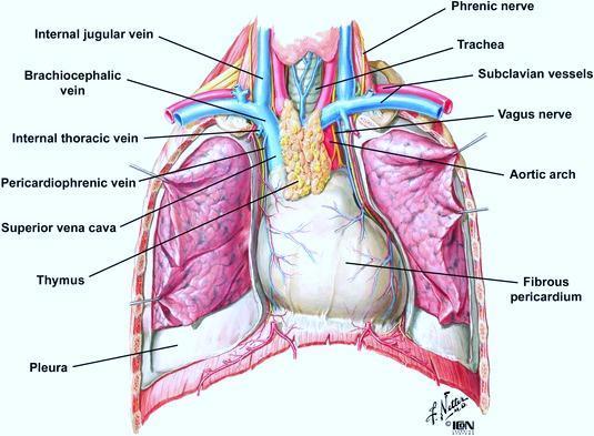 32 Lung Anatomy Great Vessels Source: Springer Images.