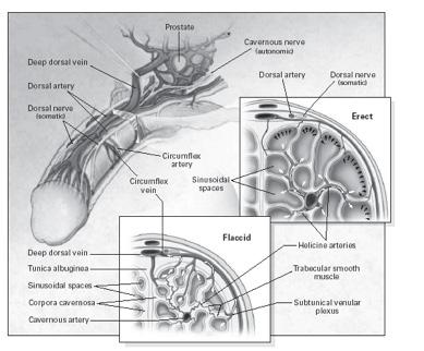 Detumescence, or loss of erection, occurs shortly thereafter as the nerves stimulating penile erection cease releasing the molecular signals that trigger erection.