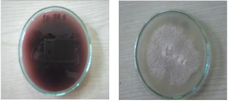 João and Maurício 147 Figure 5. Colony and reverse color of Fusarium subglutinans developed after single conidium transffered on to PSA and incubated for 7 days at 25 C. Figure 6.