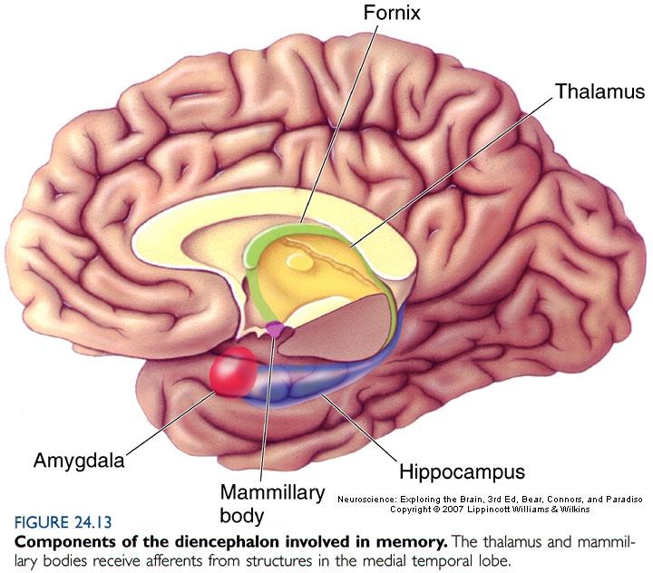 The Diencephalon and Memory Processing The Temporal Lobes and Declarative Memory