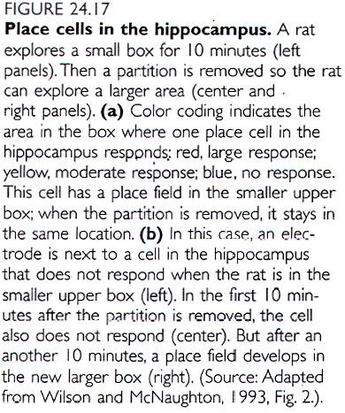 Functions of the Hippocampus