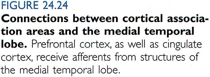 frontal lobe Function of prefrontal cortex: