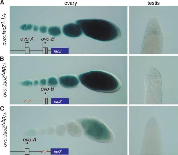 Regulation of ovo-b 541 Figure 3. The expression of ovo reporter genes in gonads. (A) Reporter of both promoters. (B) ovo-b reporter. (C) ovo-a reporter.