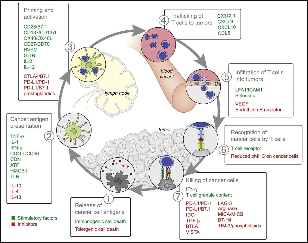 Stimulatory and Inhibitory Factors in the Cancer-Immunity Cycle and