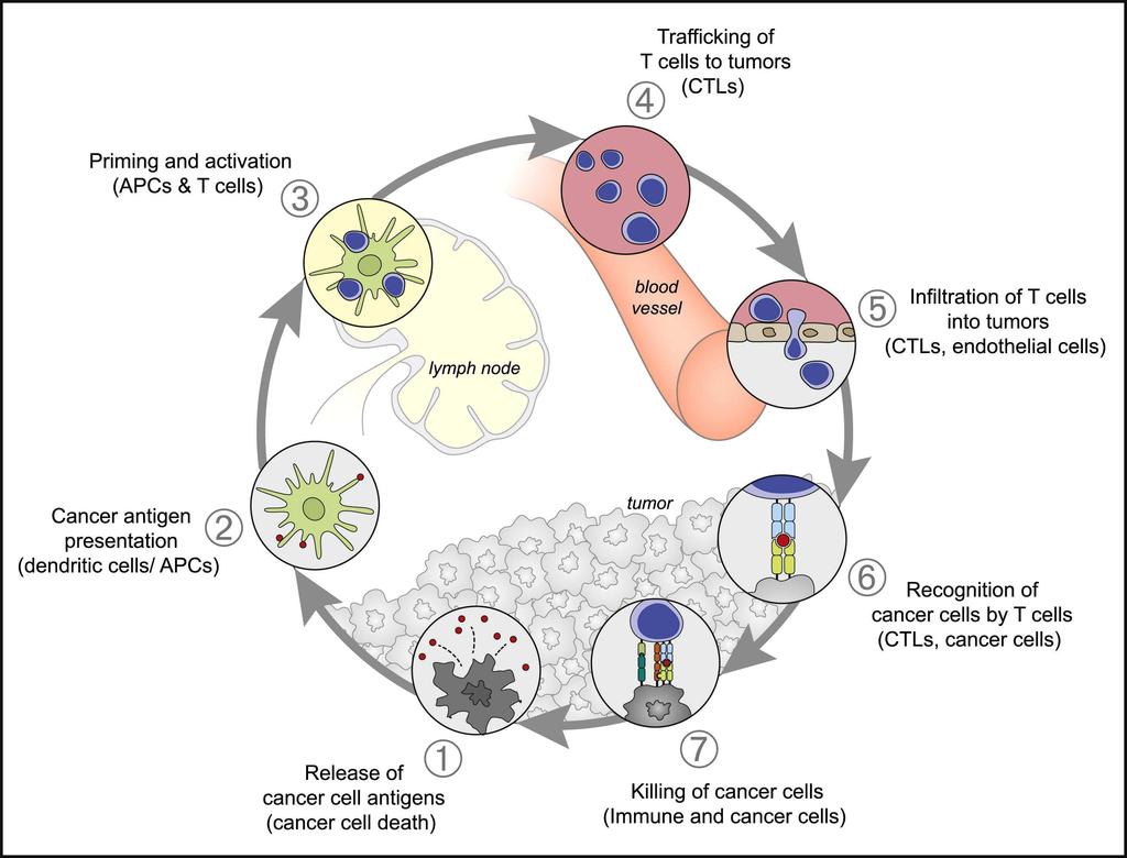 The Cancer-Immunity Cycle and Tumor Microenvironment (TME) Tumor