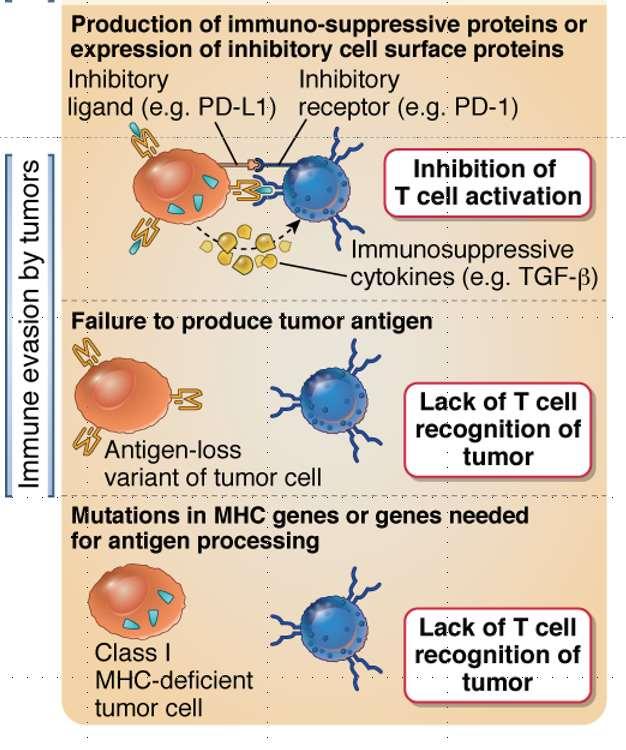 Tumors Have Many Ways of Evading the Immune System