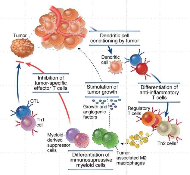 The Immunosuppressive Tumor Microenvironment Abbas,