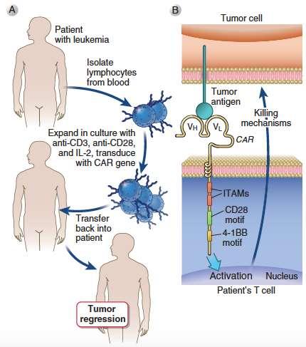 Chimeric antigen receptors 23 Remarkable success in B cell acute leukemia (targeting CD19); up