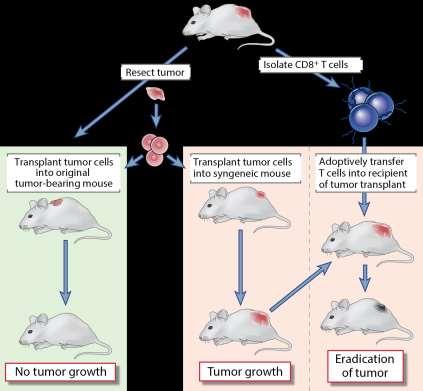 Rodent Work in Tumor Immunology