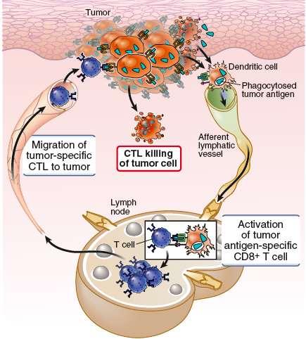 Steps in the Generation of an Anti-Tumor CD8+ T Cell Response Cell injury/death at tumor site will generate DAMPs that activate DCs CD4+ T cell responses