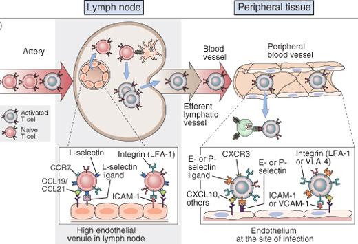 Migration of activated T Lymphocytes Blood to Tissue: Activated cells Endotheliun (TNFα) E- and P- selectin ligand/e- and P- selectin - weak adhesion at