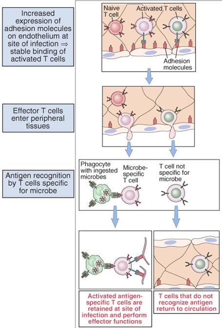 Migration and retention of effector T cells at sites of infection At infection site macrophage