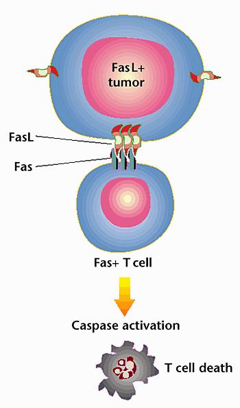 B. Fas-mediated apoptosis: - Killing of tumor cells/macrophage infected cells T cell FasL:Fas tumor cell - Quenching an
