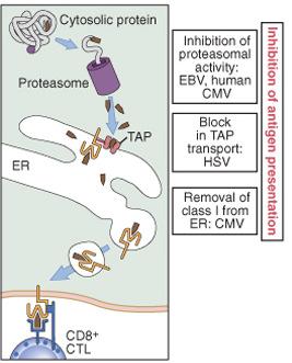 Evasion of cell-mediated immunity by microbes 2.