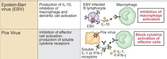 Evasion of cell-mediated immunity by microbes 3. Cytokine deregulation - Chronic hepatitis B infection vs.
