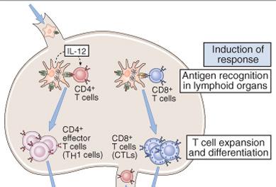 The induction and effector phases of cell-mediated immunity (Chp 5).