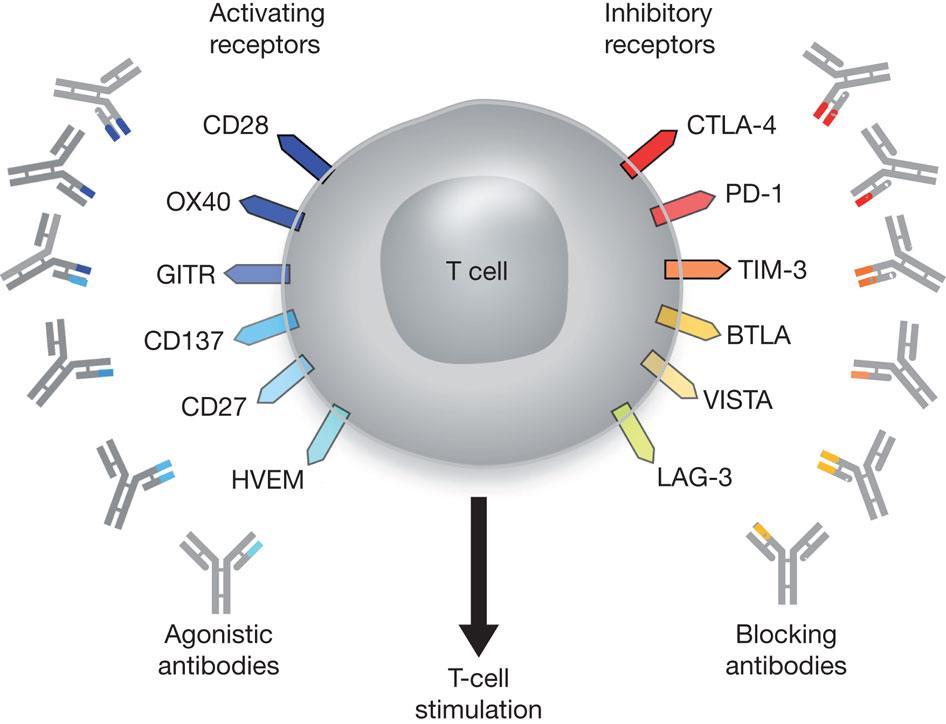 Signals regulating T cell activation as Targets of Cancer Therapies Gas