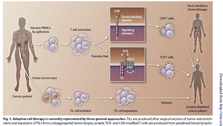 Adoptive T cell