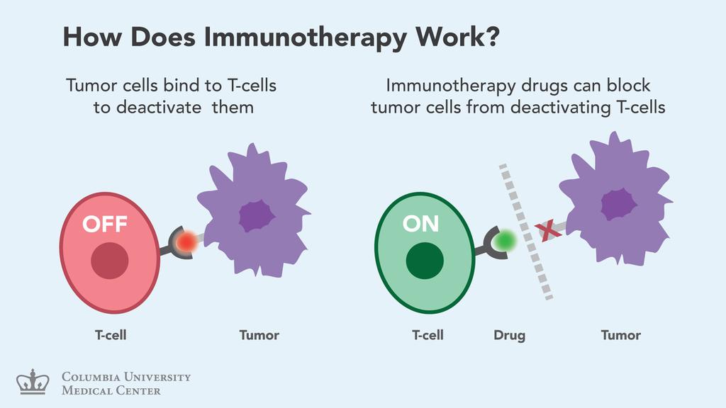Immunotherapy (anti-ctla-4)
