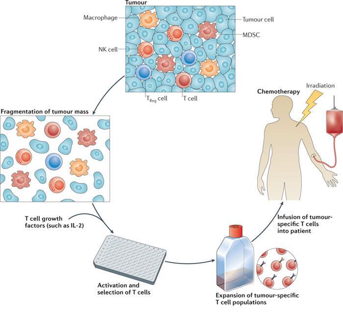 Approaches to Redirect Immune Response Towards Cancer - TILS Adoptive TIL Therapy Source Tumor