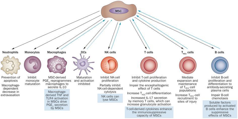 Mesenchymal Stromal Cells - Function