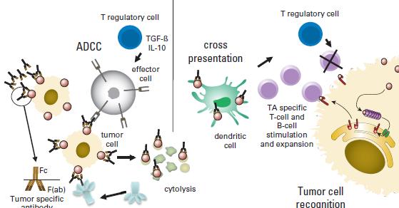 Is the primary mechanism of action of trastuzumab to stimulate adaptive immunity?