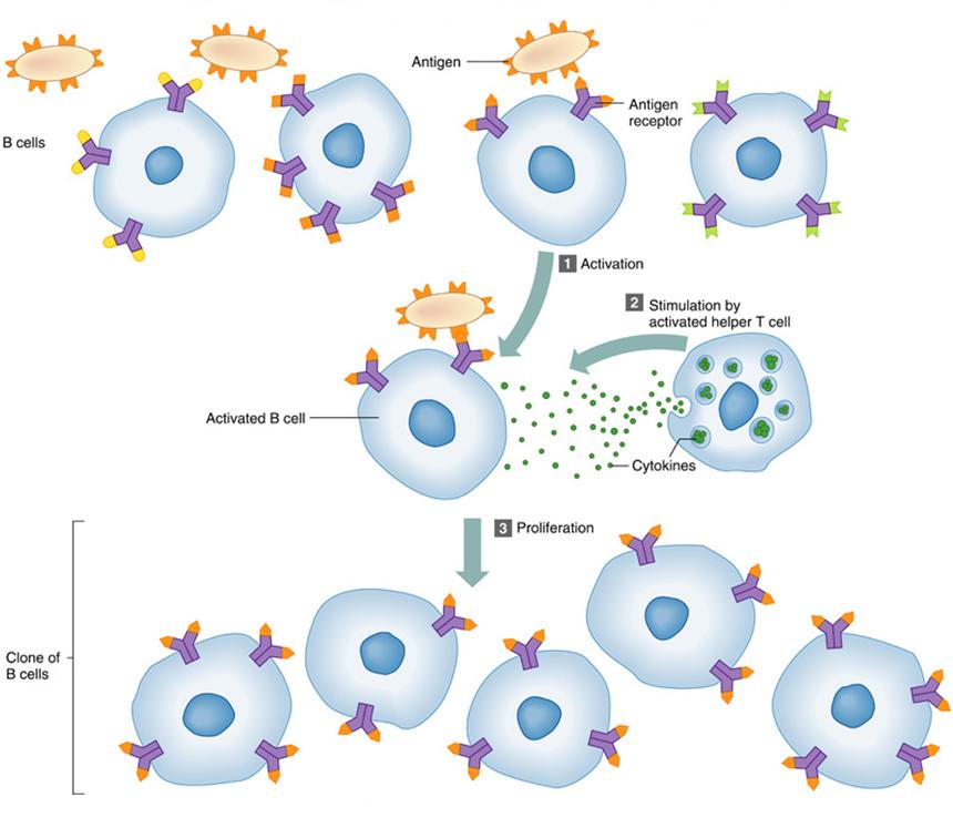 06. B cells and Antibody - Mediated Immunity B cell Activation: 1.