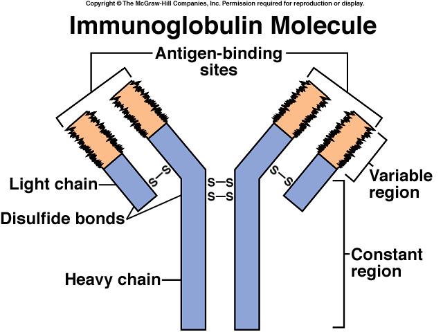 Antibodies (immunoglobulins): gamma globulin fraction of plasma. b.