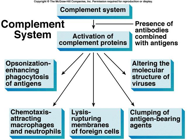 06. B cells and Antibody - Mediated Immunity 25 25 Antibody Actions: a. react to antigens in three ways: 1. direct attack: agglutination, precipitation, and neutralization of antigens. 2. activation of complement: can produce opsonization, chemotaxis, inflammation, or lysis in target cells or antigens.