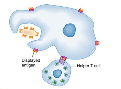 Macrophage Displaying Antigen + B cell combines with