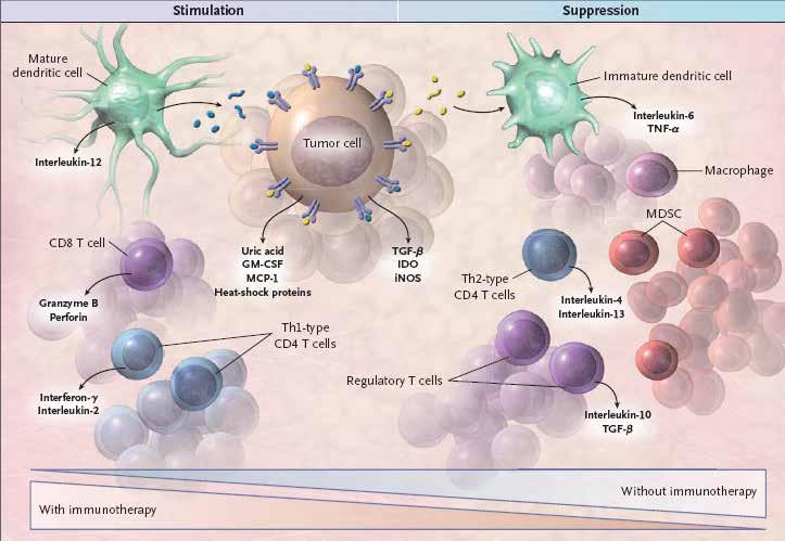 Immunostimulatory and Immunosuppressive Forces in the Tumor