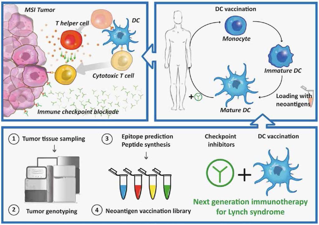 Therapeutic approach for Lynch syndrome Opportunities for immunotherapy in