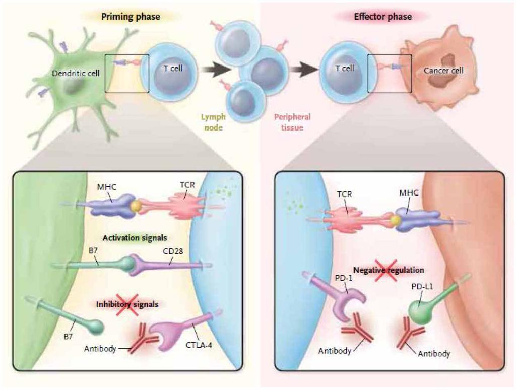 Blockade of PD-1 or CTLA-4 Signaling in Tumor Immunotherapy Antoni