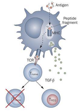 Tumors Prevent Dendritic Cell Maturation Almand et al. The Journal of Immunology (2001) Ghiringhelli, et al.
