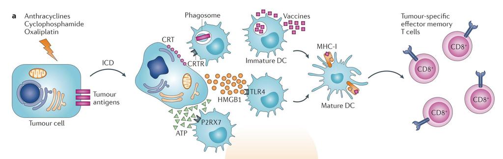 Immunogenic Cell Death Improves T-cell