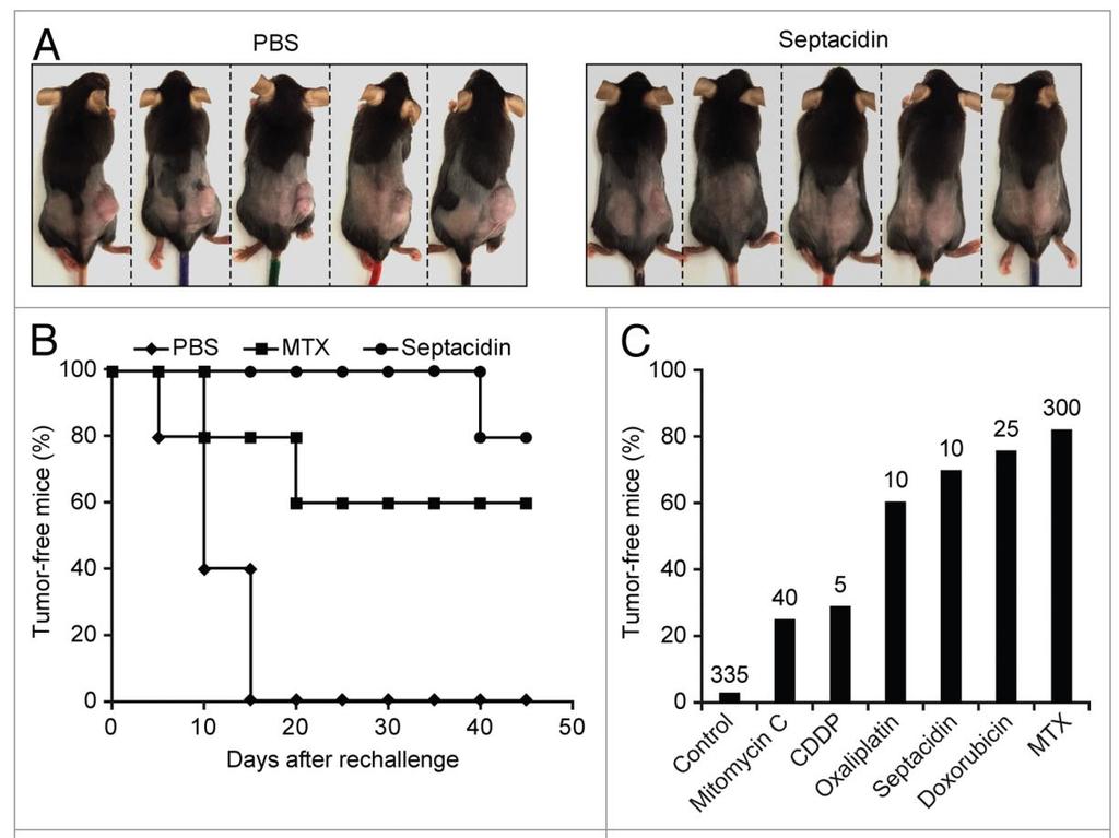 Screening of Novel Immunogenic Cell Death Inducers Septacidin-killed MCA205 cells protected 4/5 (80%) C57BL/6 mice against tumor rechallenge Previous reports: