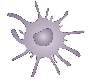 Macrophage Regulatory T cell Fibroblast Immature Dendritic